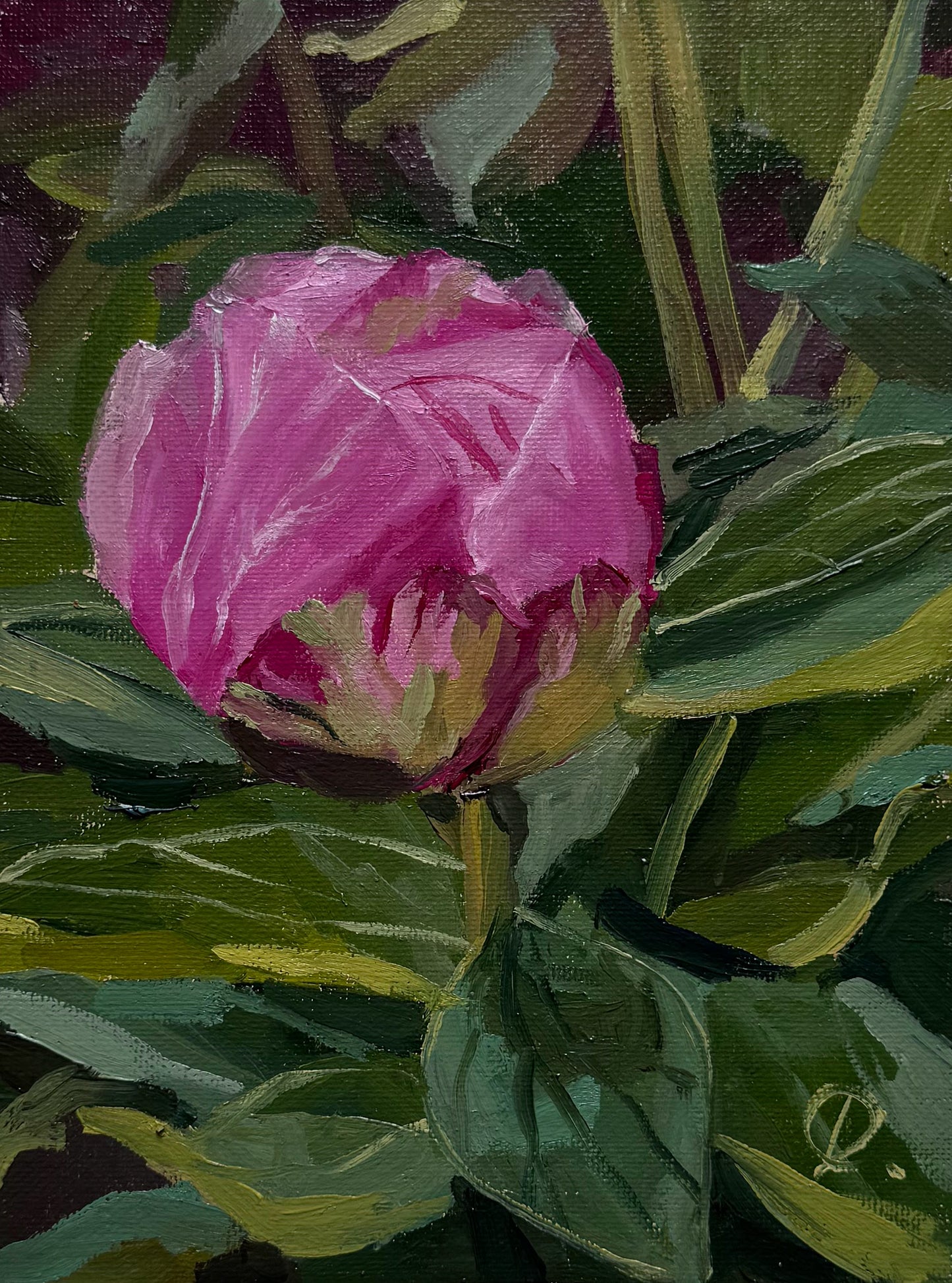 Peony in Bloom