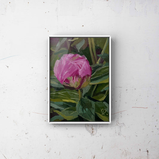 Peony in Bloom